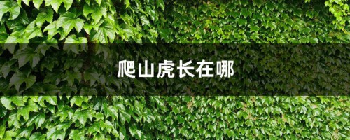 爬山虎长在哪，可以在北方过冬吗