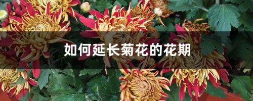 如何延长菊花的花期