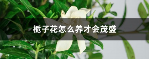 栀子花怎么养才会茂盛