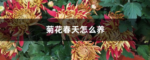 菊花春天怎么养