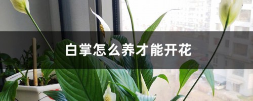 白掌怎么养才能开花