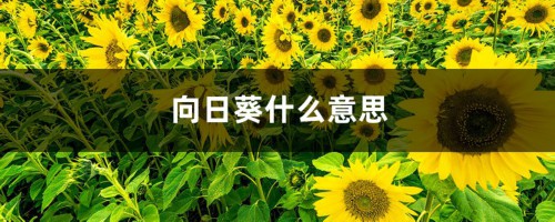 向日葵什么意思，向日葵为什么叫向日葵