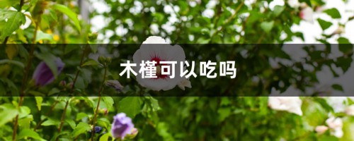 木槿可以吃吗