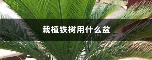 栽植铁树用什么盆