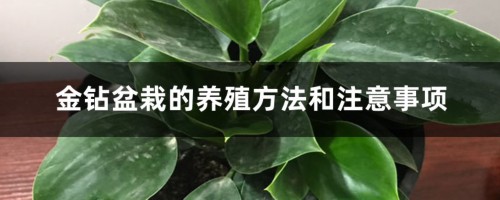 金钻盆栽的养殖方法和注意事项