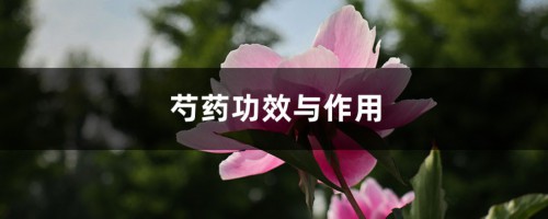 芍药功效与作用