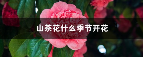 山茶花什么季节开花