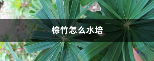 棕竹怎么水培