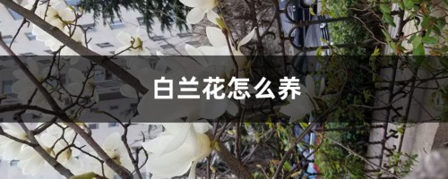 盆栽白兰花的养殖方法