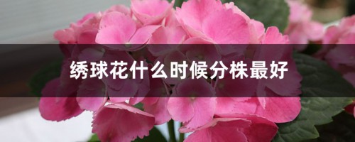 绣球花什么时候分株最好