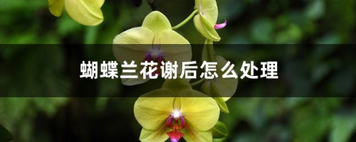 蝴蝶兰花谢后怎么处理