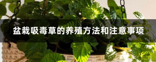 盆栽吸毒草的养殖方法和注意事项