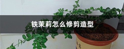 铁茉莉怎么修剪造型