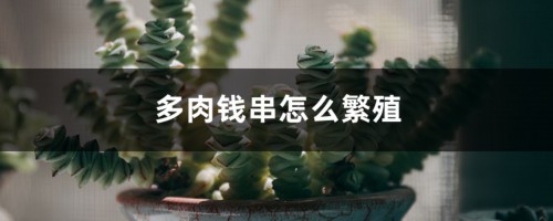 多肉钱串怎么繁殖