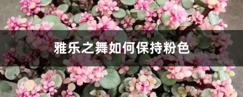 雅乐之舞如何保持粉色