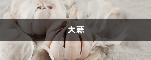 给花吃口大蒜，不招虫不烂根，还蹭蹭长！