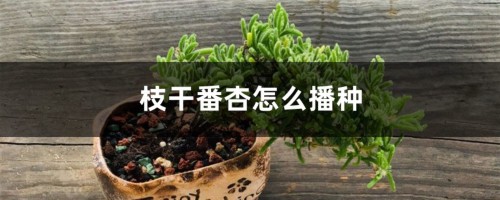 枝干番杏怎么播种