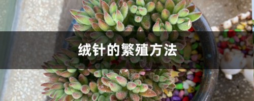 绒针的繁殖方法