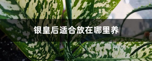 银皇后适合放在哪里养