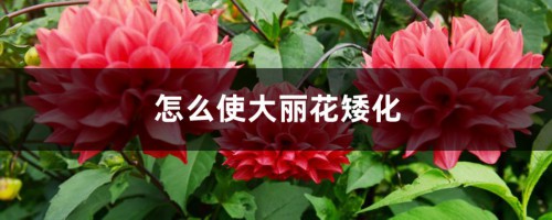 怎么使大丽花矮化