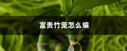 富贵竹笼怎么编