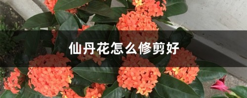 仙丹花怎么修剪好