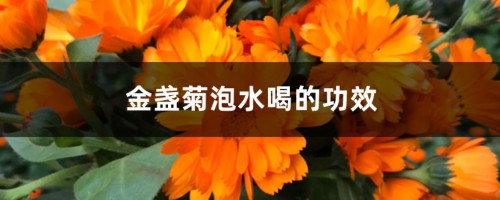 金盏菊泡水喝的功效